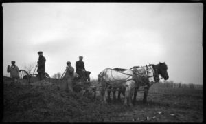Men on a Milwaukee farm shovel silage into a horse-drawn cart with pitchforks in 1918. 