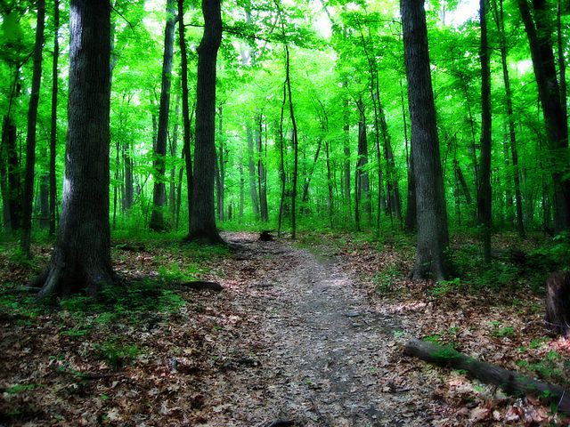 Photograph showcasing a forested path that runs through Greenfield Park.