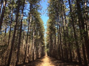 A long pathway stretches down at the image's center, flanked by lines of tall, thin trees as far as the eye can see. The trees' shade shadows the edges of the trail. Sunlight shines through the forest. The blue sky appears in the distance.