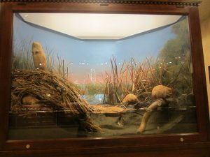 A box of a diorama showcases Carl Akeley's muskrat exhibit. Lifelike dead muskrats are placed in a lifelike habitat featuring a wetland and plants.