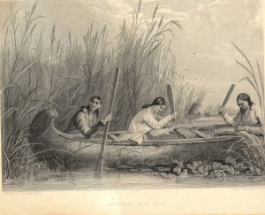 This illustration depicts three Native American women knocking wild rice grains into their canoe with paddles.