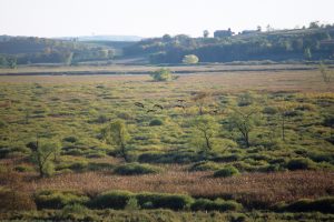 Bird's eye view of an extensive area of the Theresa Marsh State Wildlife. Trees and shrubs appear as far as the eye can see. A flock of birds flies above the landscape in the image's center. Two agricultural structures are visible on a hill in the background.