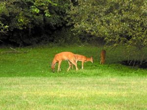 Long shot of three whitetail deer on a green lawn in Whitnall Park. Lush green trees are visible in the background.