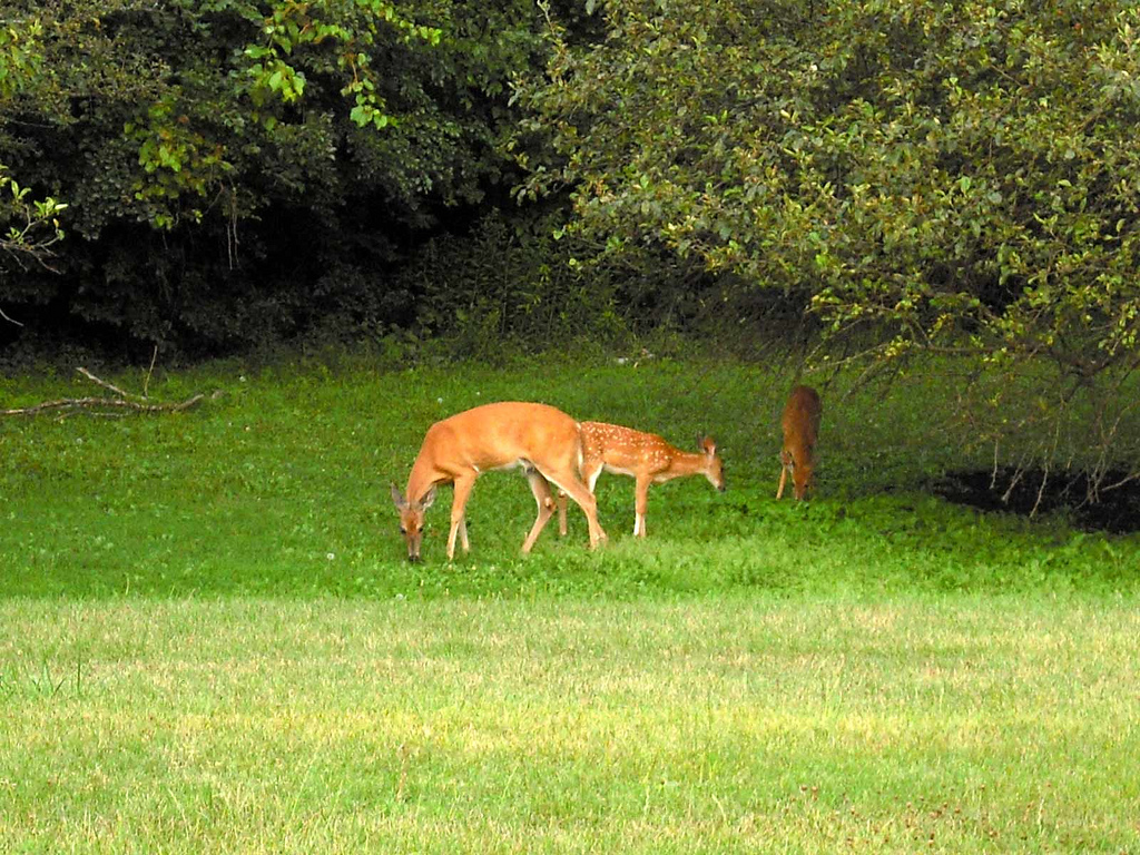 Once driven away from the Milwaukee area, whitetail deer have become a more common sight in recent decades. These deer were spotted in Whitnall Park in Greendale. 