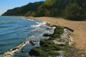 Photograph of the Grant Park shoreline with the glistening water on the left. Green moss grows on the rocks on the shoreline in the image's foreground. Blue sky and lush green trees fill the background.