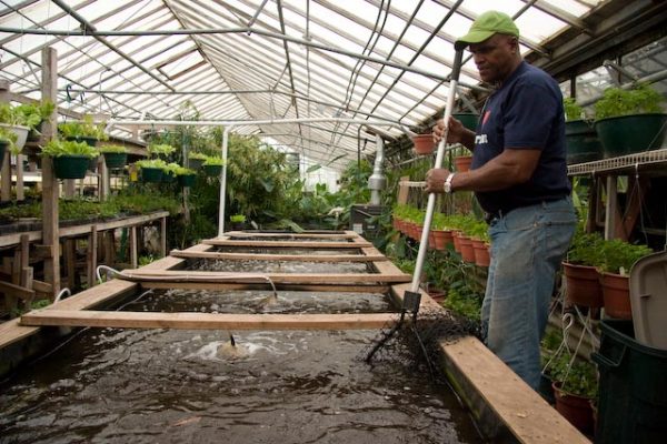 Wide shot of Will Allen holding a fishing net with the net part sunk in a rectangular aquaponic pond. He stands next to the pond on the right portion of this image in blue jeans and a green hat. Rows of potted plants that are placed in racks surrounds the pond in this greenhouse.