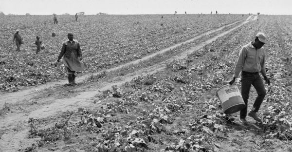 Grayscale long shot of migrant laborers leaving a cucumber field in Portage, Wisconsin. A woman and a man walk in the foreground. The woman appears on the left, in the middle of a path that stretches from the right background to the left foreground. The man in a hat carrying a bucket appears in the right foreground. They walk toward the right. Other workers are visible in the background. Rows of cucumber plants can be seen here and there.