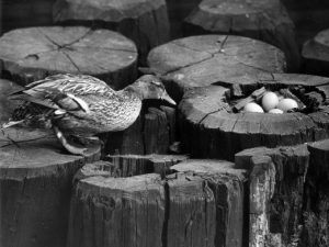 Grayscale image of Gertie the Duck stepping on a wooden piling facing directionally to the right towards four eggs laid in another piling.
