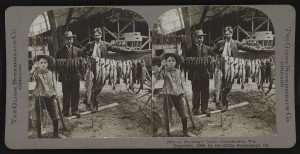 Image of a stereograph features two identical images showing a kid and two men standing beside a line of caught fishes hung horizontally on a string. Written on the left and right side of the stereograph is "The Globe Stereographs Co Chicago." On the bottom is inscribed "26G- A Morning's Catch, Oconomowoc, Wis. Copyright, 1906, by The Globe Stereographs Co. "